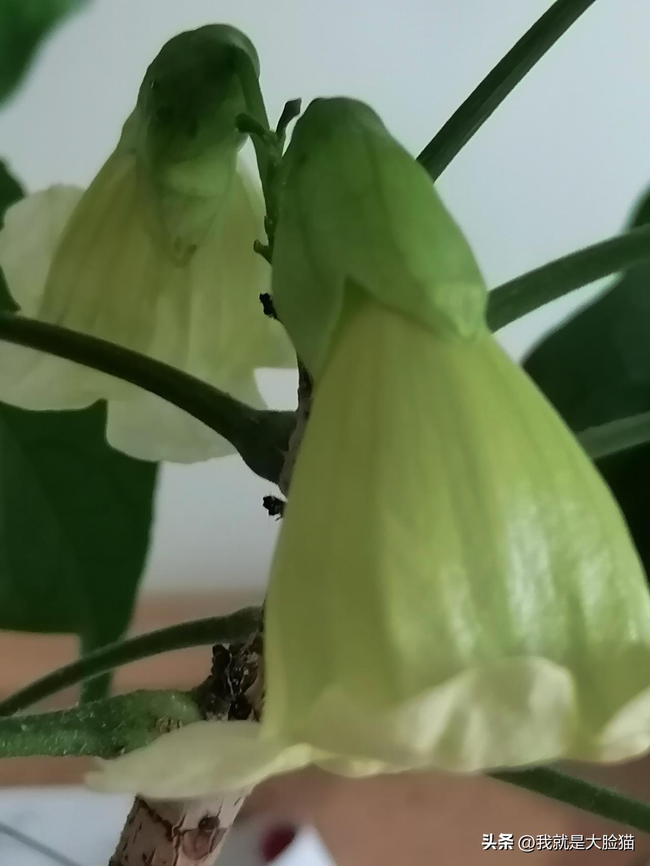 今天起床去给花浇水，意外惊喜，突然发现幸福树又开花了！不由得自言自语；没看你长骨