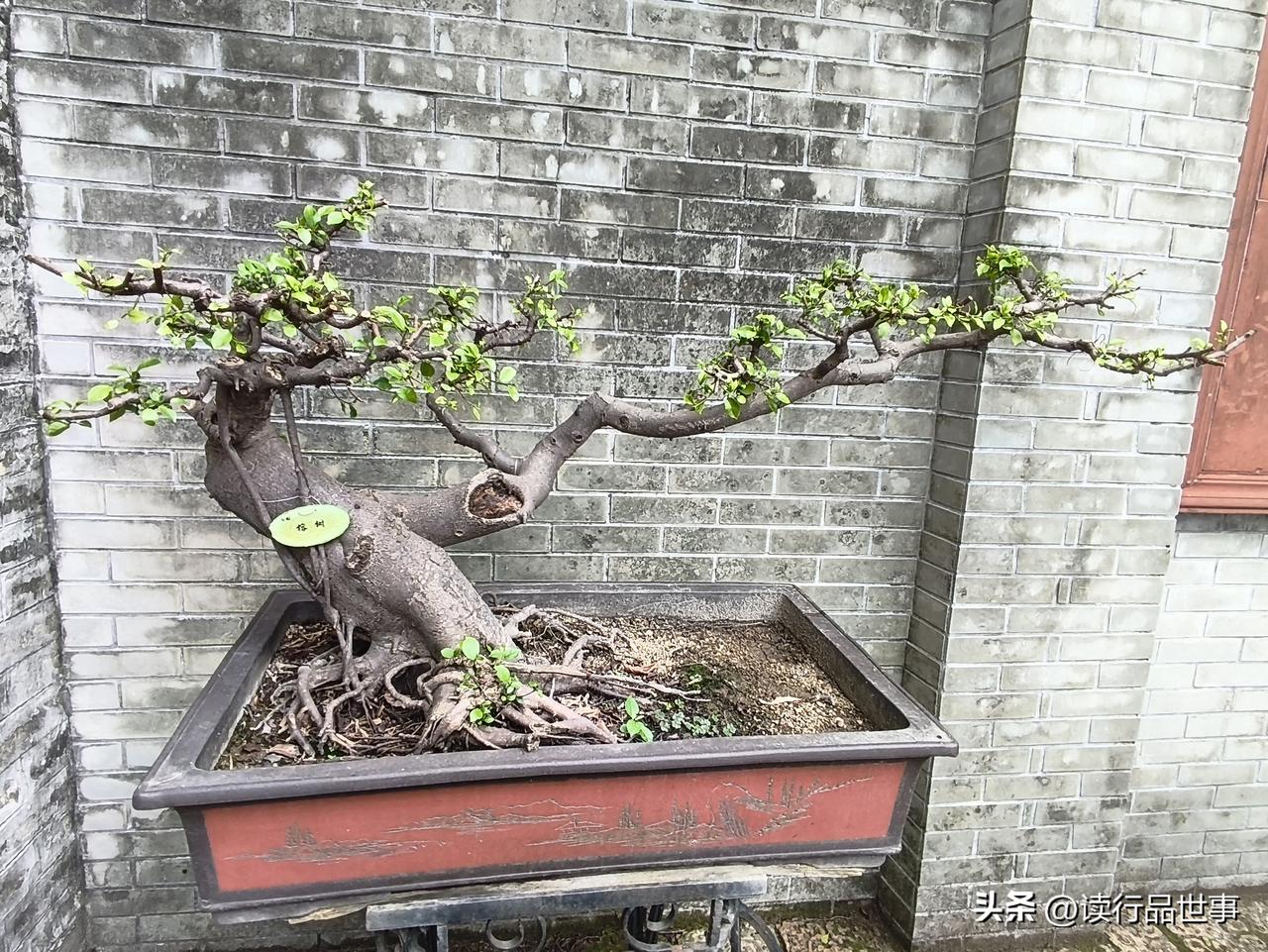 相册里的花花草草