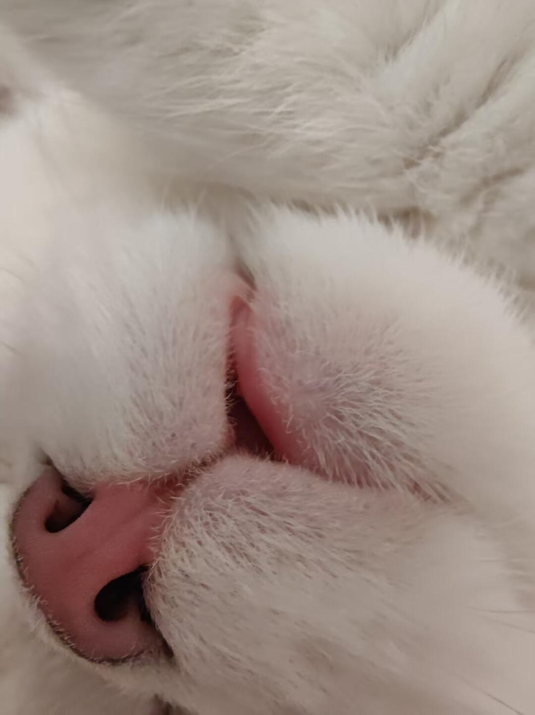 谁能拒绝一张熟睡的粉嫩小猫嘴呢