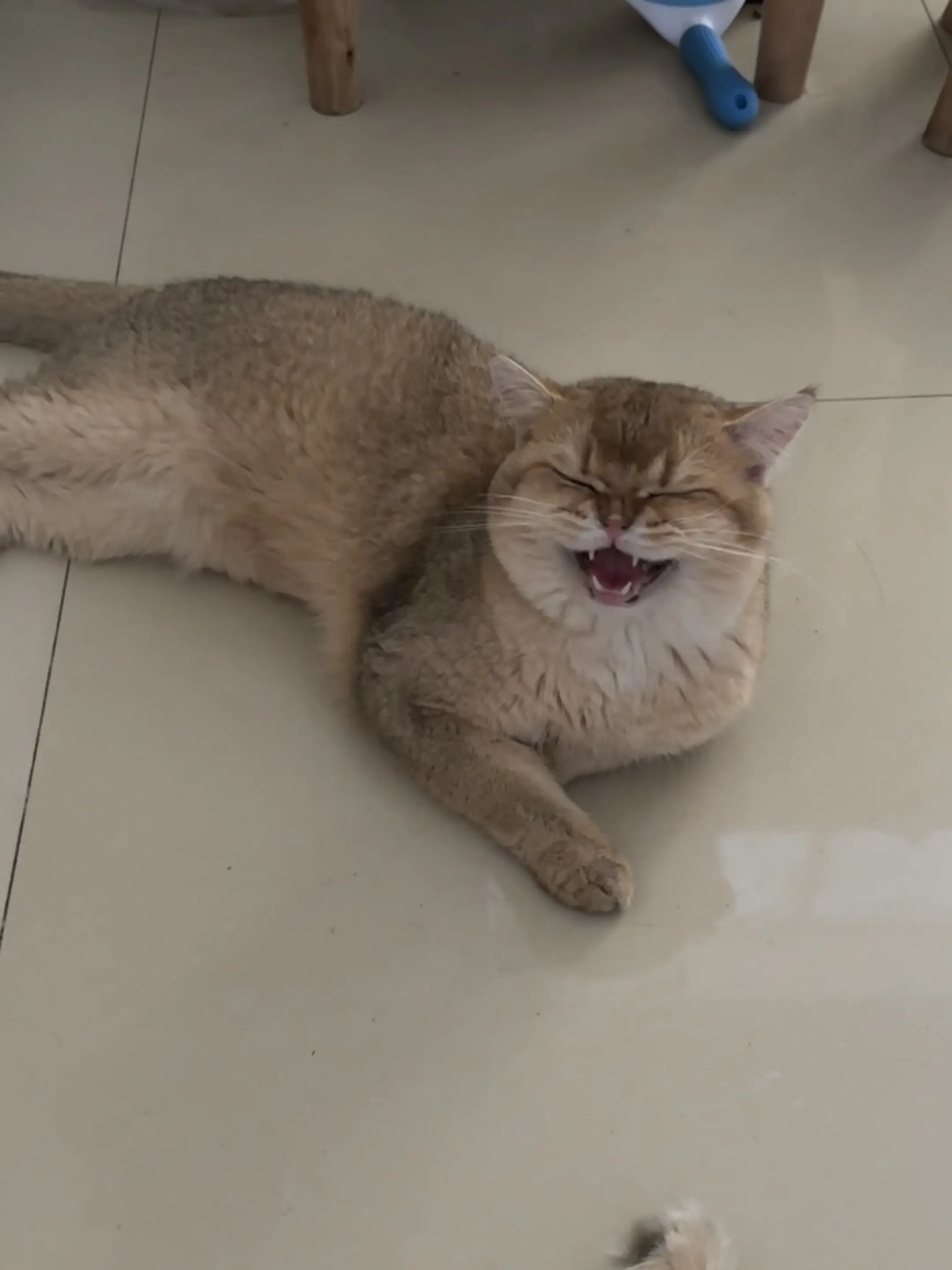 这么可爱