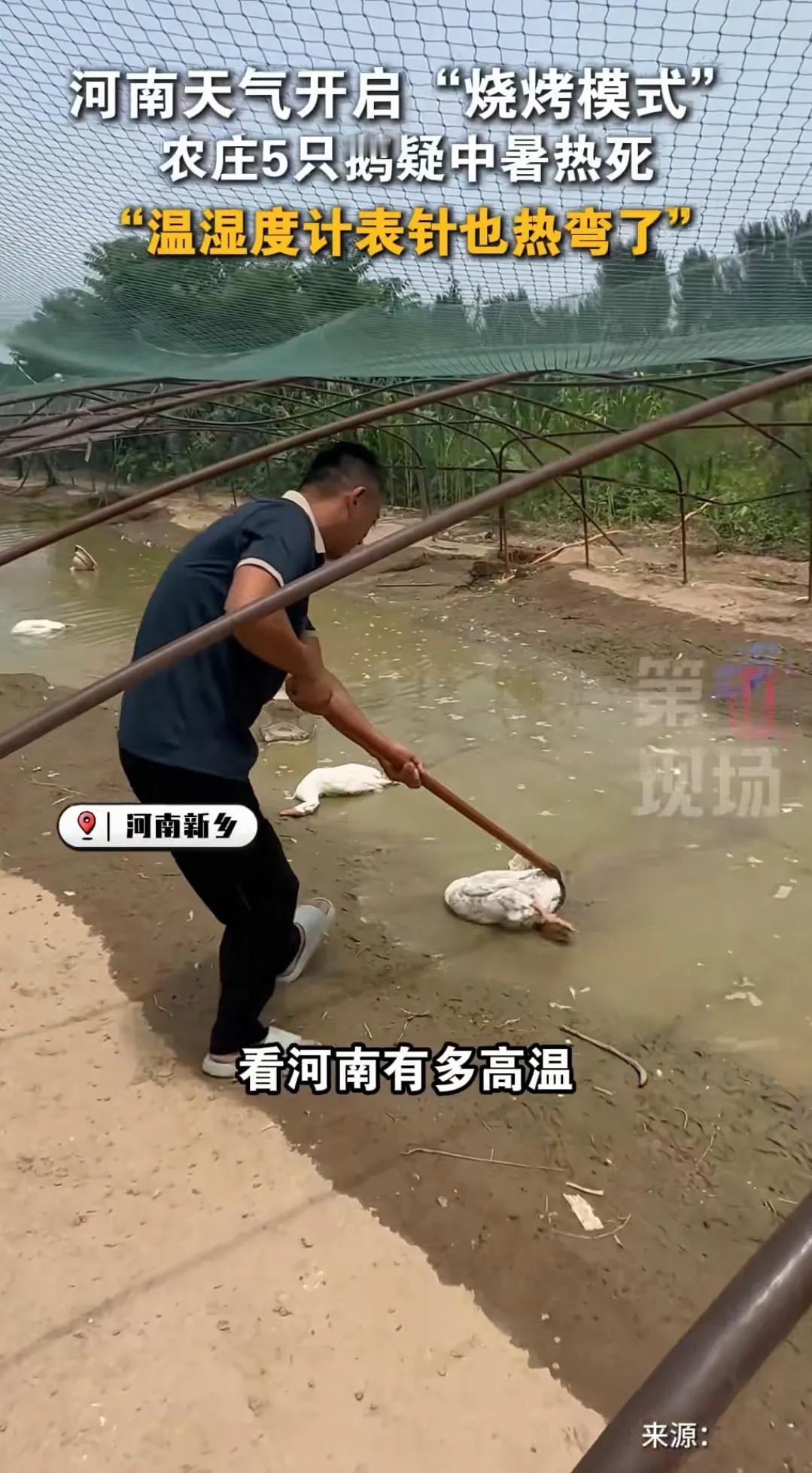 热炸了！河南新乡，男子养鹅十年头一遭遇“高温杀鹅”，5只鹅直接热死在水里，温度计