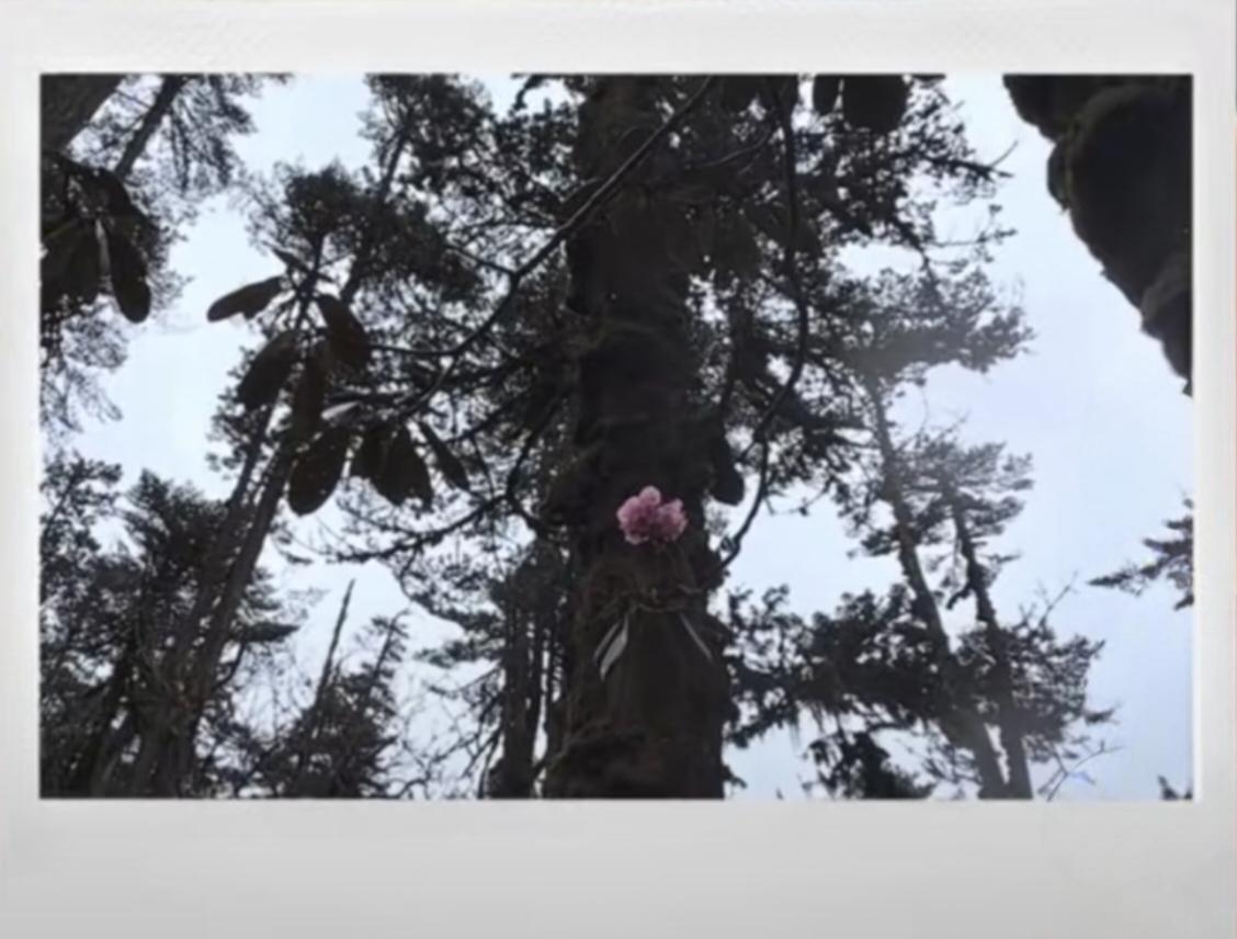 章泽天看到高山上的一支花后泪流满面，不过是富人的矫情自嗨吧！
 
章泽天在播客里