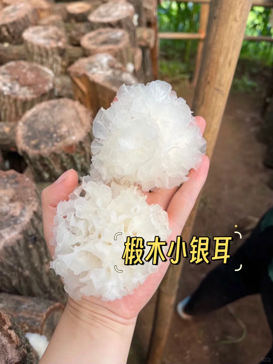 椴木银耳真的一年只长一次❓