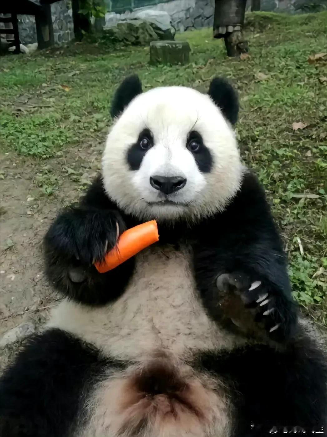 结果打开评论区，苍天呐，这是珍不高兴，确实让我真不高兴。
熊猫 
宠物 动物园 