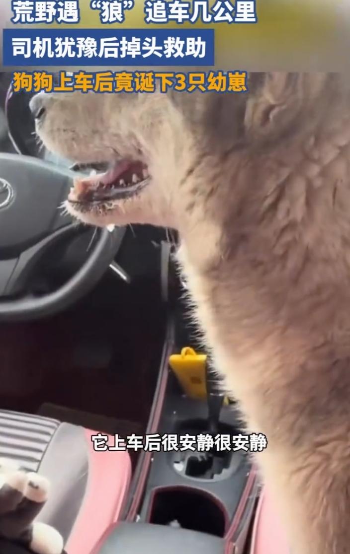 母爱真的不分物种，太让人感动了！在黑龙江嫩江，一位车主开车时从后视镜发现一只狗狗