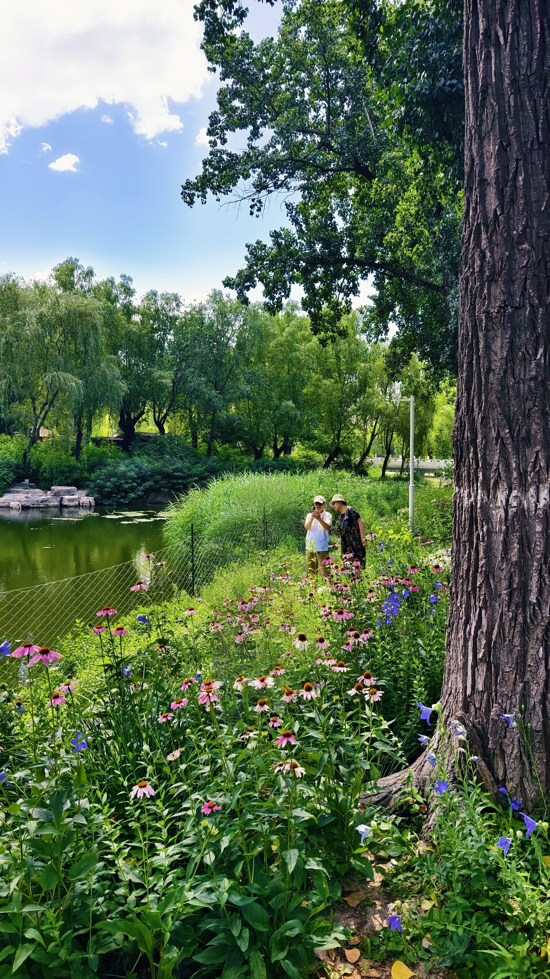 北京柳荫公园的夏天摄影​​​