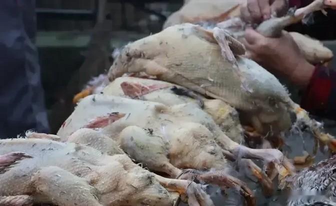 这是我们老板养的鸭子，快六个月了，是本地的麻鸭。说实话，老板养的鸭子确实不错，但