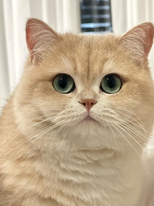 人 咪的脖子去哪儿了