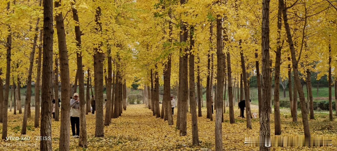 你见过金黄的银杏树吗