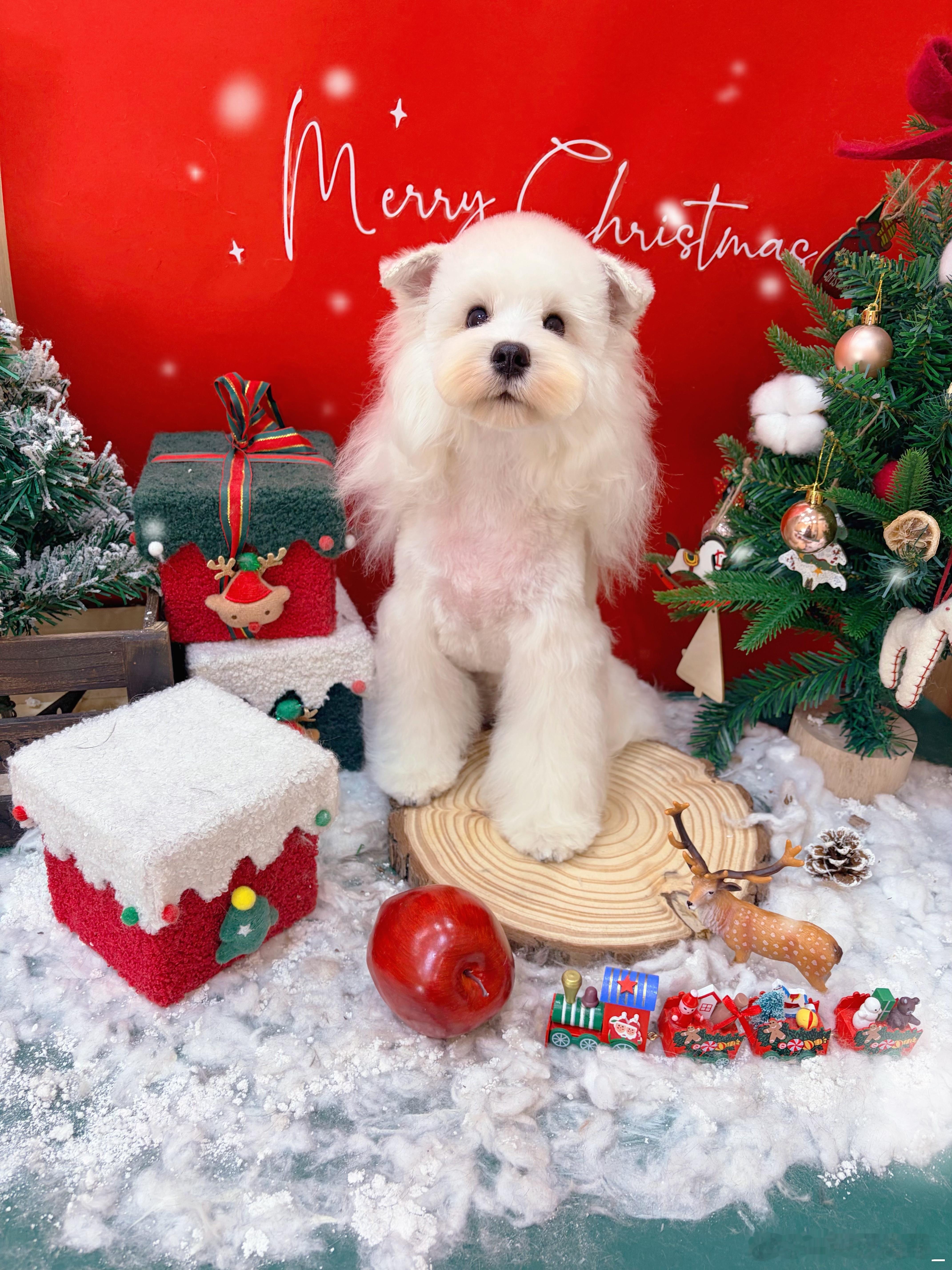 终于剪到满意的头了！！！！呜呜呜呜好可爱！！！！！！不枉我看了好几天的攻略