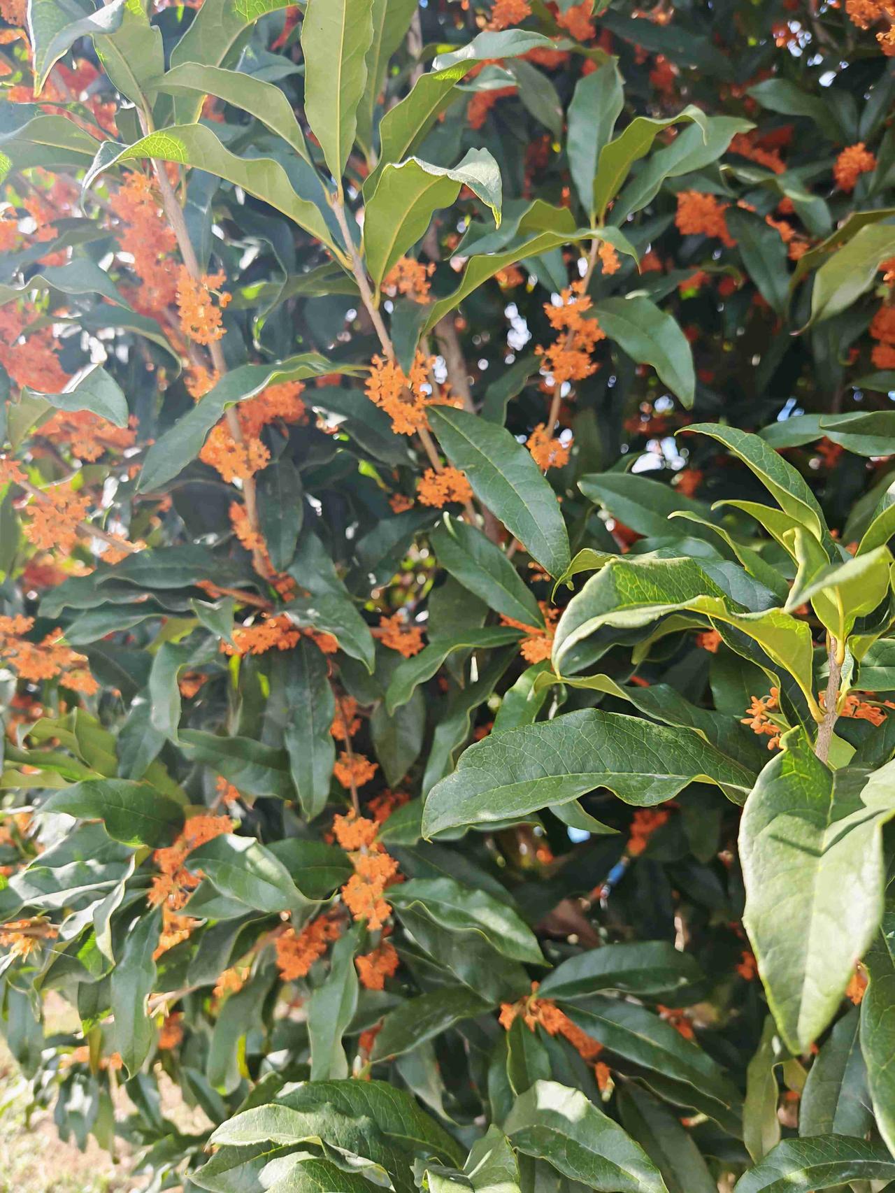 11月5号开始停止出售乌镇西栅，只能部分时间段通过预约方式进来。
看看自己的今日