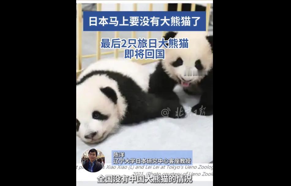 日本目前仅存东京上野动物园的 “晓晓”“蕾蕾” 两只大熊猫，明年 2 月将归国。