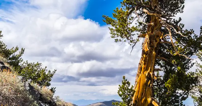 全球气候恶化之下，世界最长寿的树恐难逃“死亡”，已近5000岁