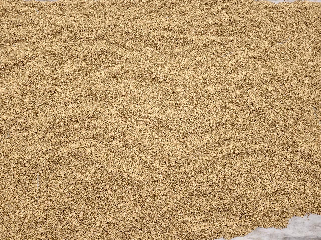 秋日晒谷场：这一地金黄，是丰收最踏实的模样
 
秋阳正好的日子，老院的水泥地铺上