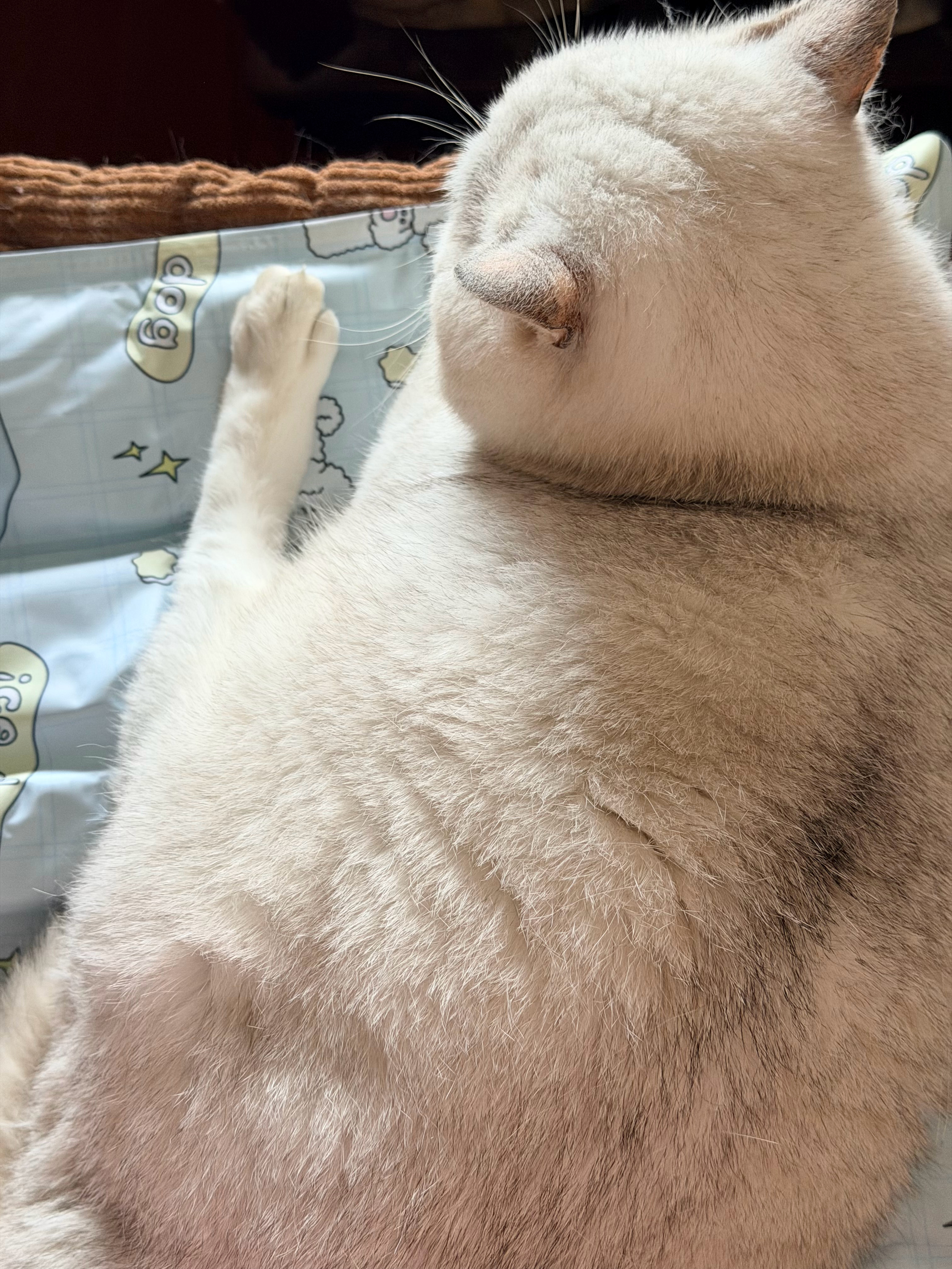 小猪脚露出来了🐾 