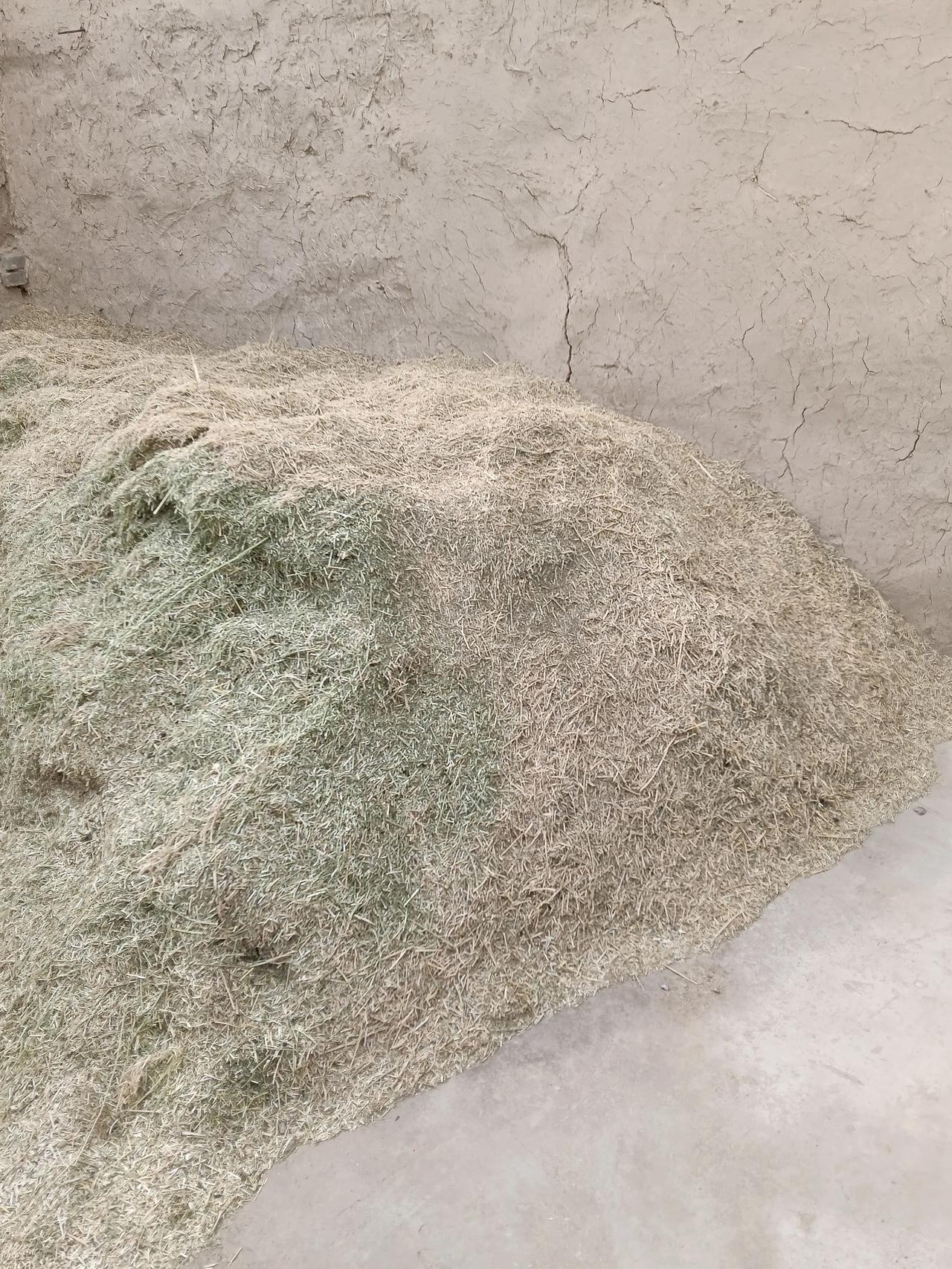 春乏的羊不好好吃草，成天卧着。
其实羊出现这种状况，可能是营养没跟上。
很多人养