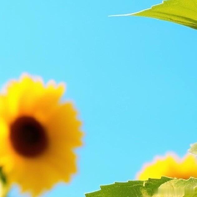 奥运会 | 早安 向日葵说，只要你朝着阳光努力向上，生活便会因此变得单纯而美好。