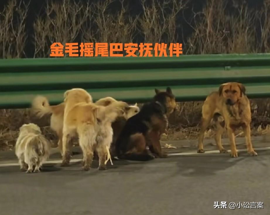 高速7只狗狗结伴逃回家，最沉稳、最有担当的，当属那只金毛！

它名叫长毛，一直用