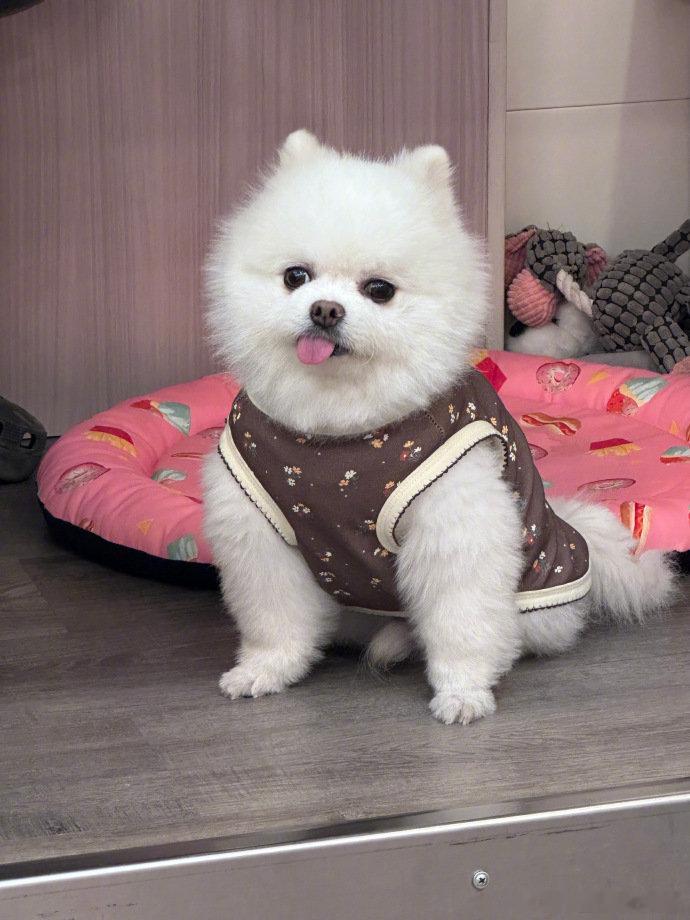 孟子义周一plog，孟子义其实我很酷超酷冷脸，孟姐的plog满分的有趣好玩度啊，