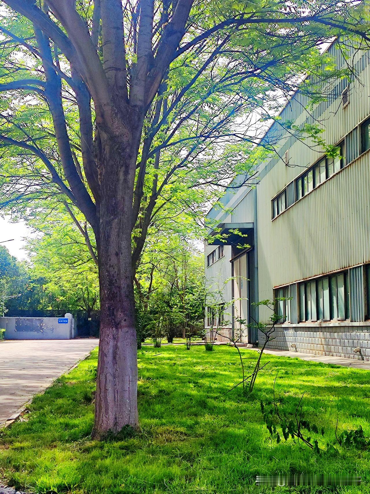 西安鄠邑区农历三月三最有名、最热闹的主要是 太平口村三月三古会（无量祖师庙会），