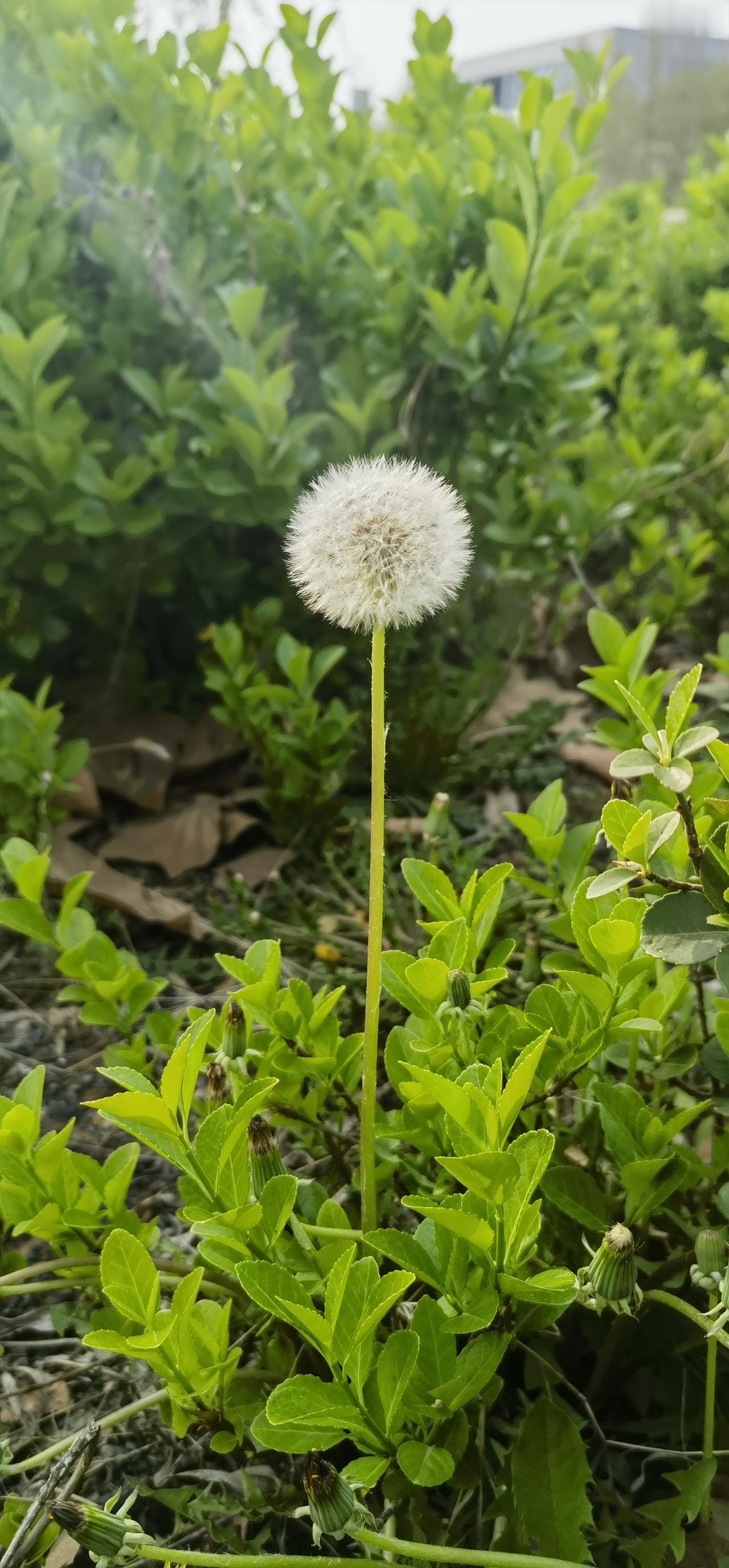 金黄色的花，花团锦簇，惹人怜爱。
在本地管它叫做beng  ger，或者beng