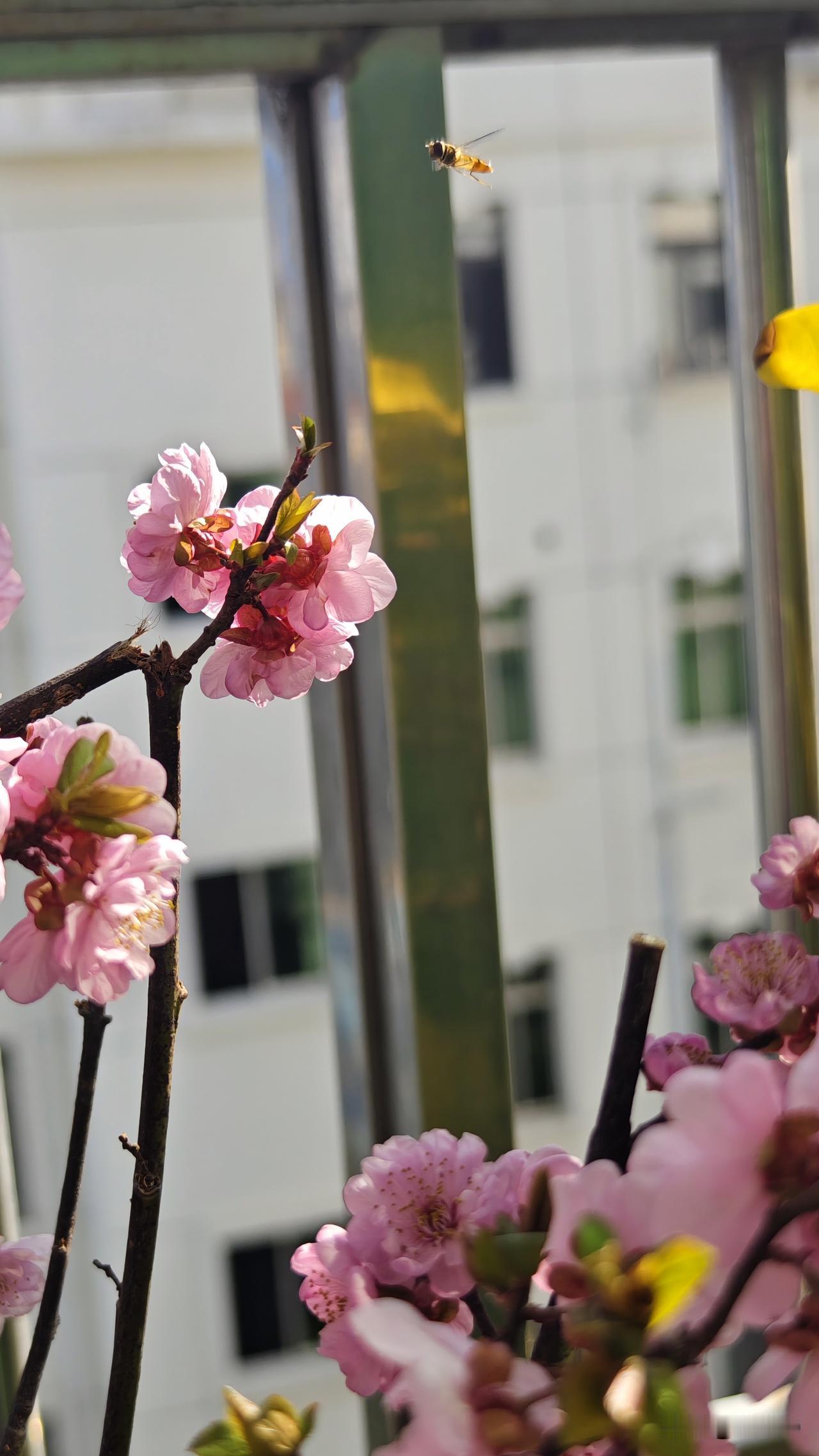 春天花花来斗艳，怎少得了蜜蜂的身影