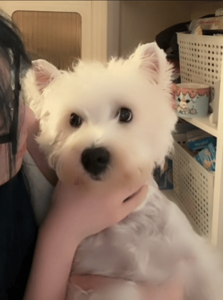 不呆[超话]可爱小呆和妈妈对视🐶 ​​​