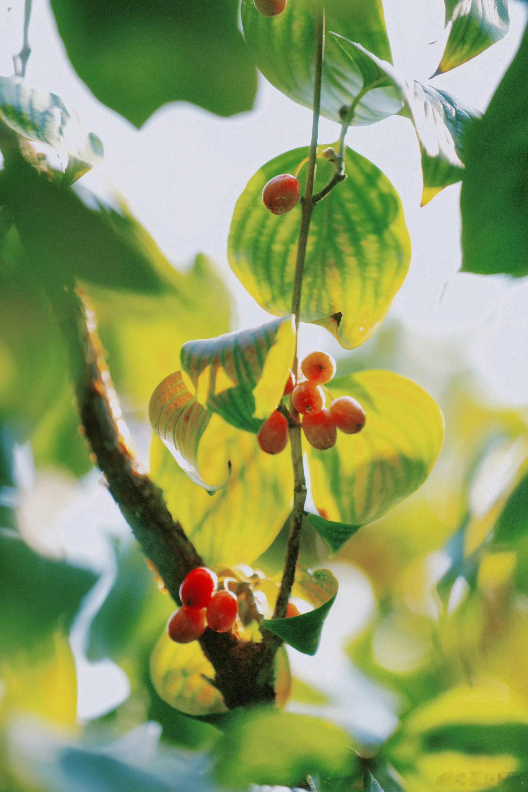 谁懂啊！小时候背“遥知兄弟登高处，遍插茱萸少一人”，只当是古诗里的意象，直到刷到