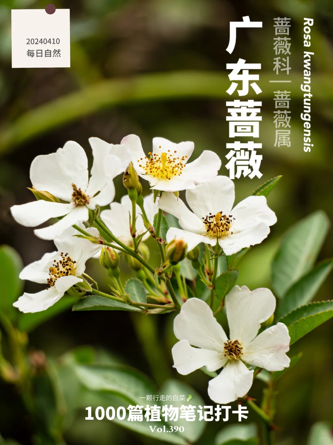 植物笔记390 | 带刺的广东玫瑰开了