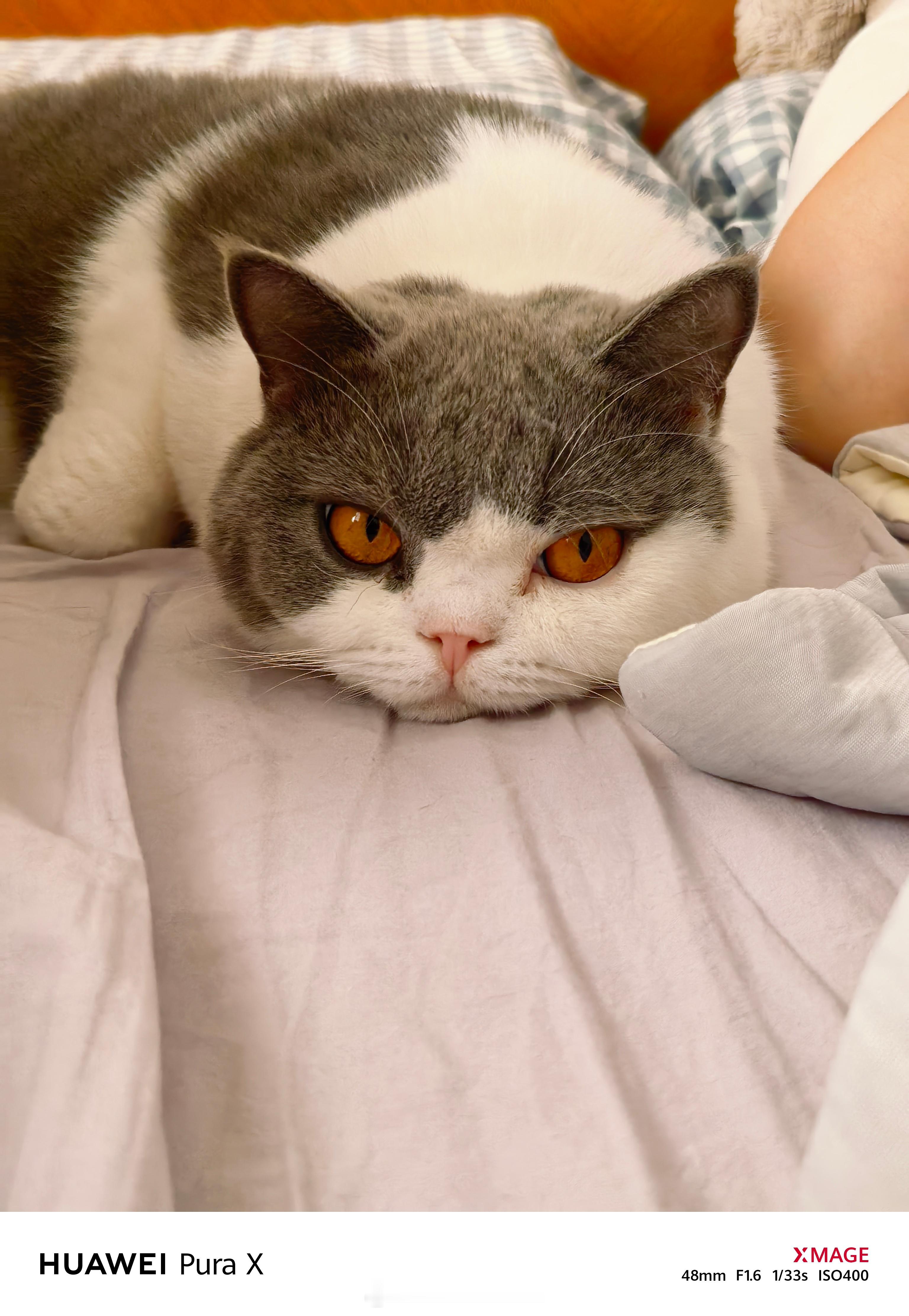 猫猫一下就困了 ​​​