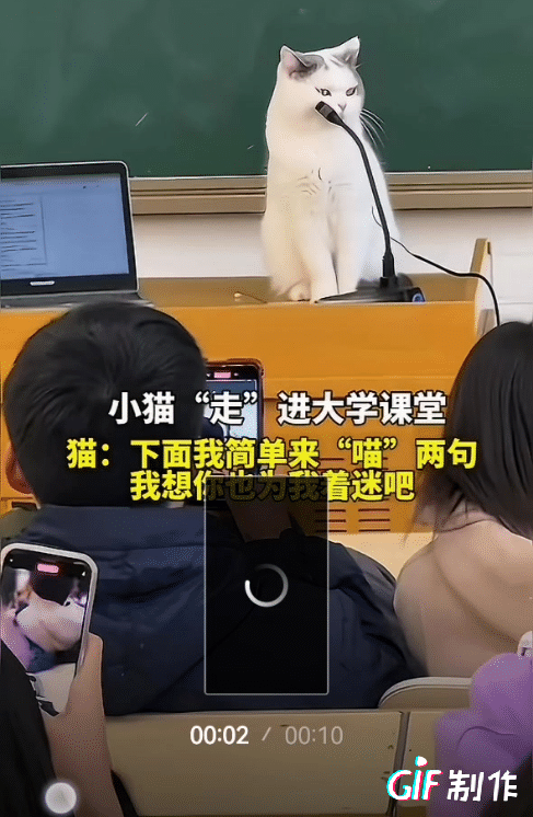 笑不活了！谁能想到，大学课堂没等来老师，先等来了一位“猫系代课老师”！
 
  