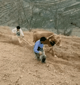 北方老铁犁地神操作，牛拉人牵双保险？南方人直呼：这波默契我看不懂！