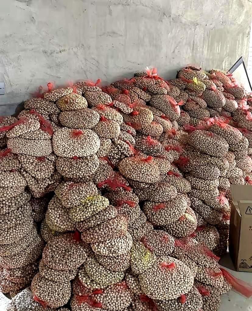 我敢说99%的人看到这东西，第一眼都得认错！有人说是菩提手串的原料，有人瞅着像大