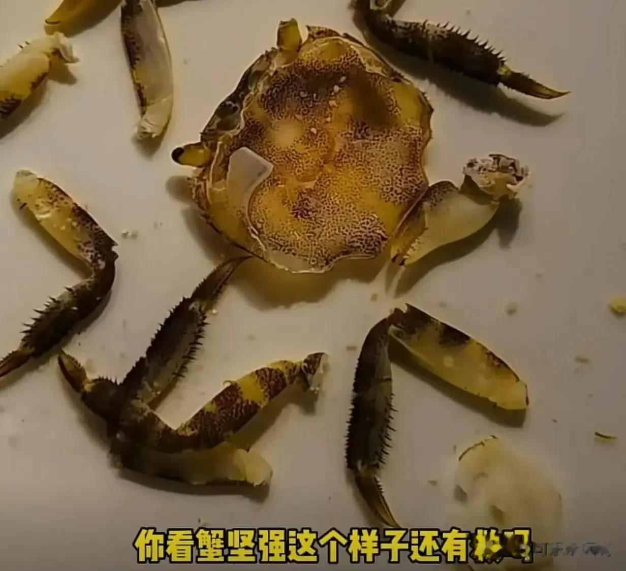 大家还记得，因在5·12汶川地震被埋废墟36天后获救而知名，后被建川博物馆收养的