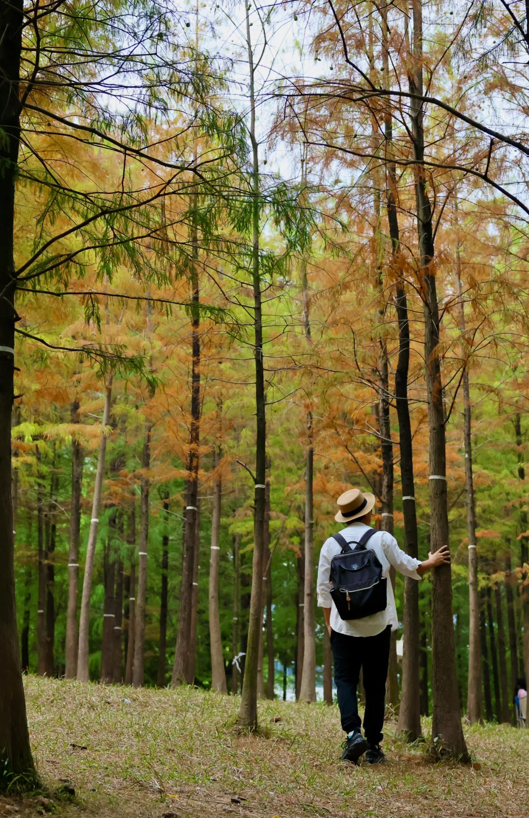 广州天河湿地迎来了第一缕秋天🍂（11.4实拍）