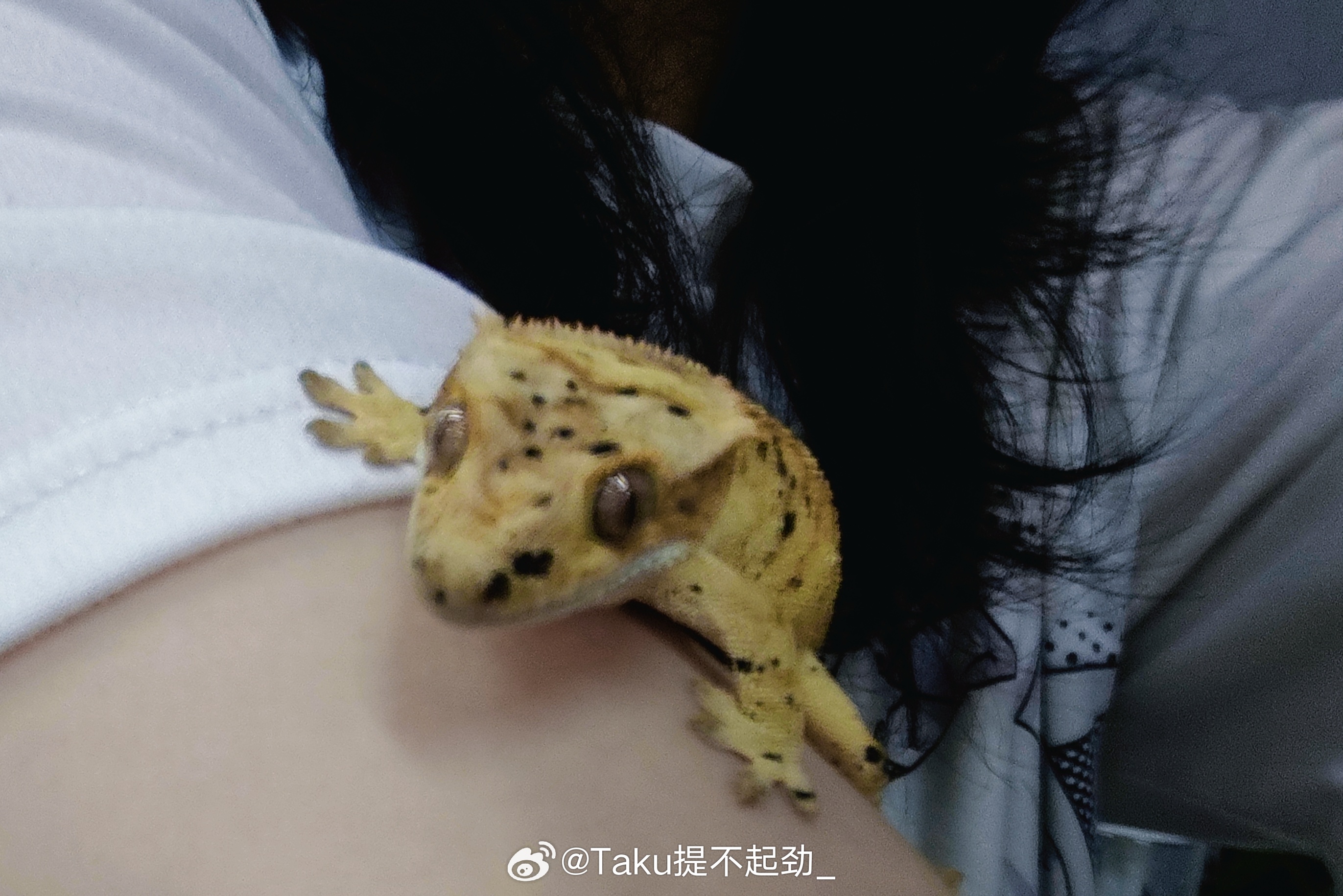 哎  大香蕉 