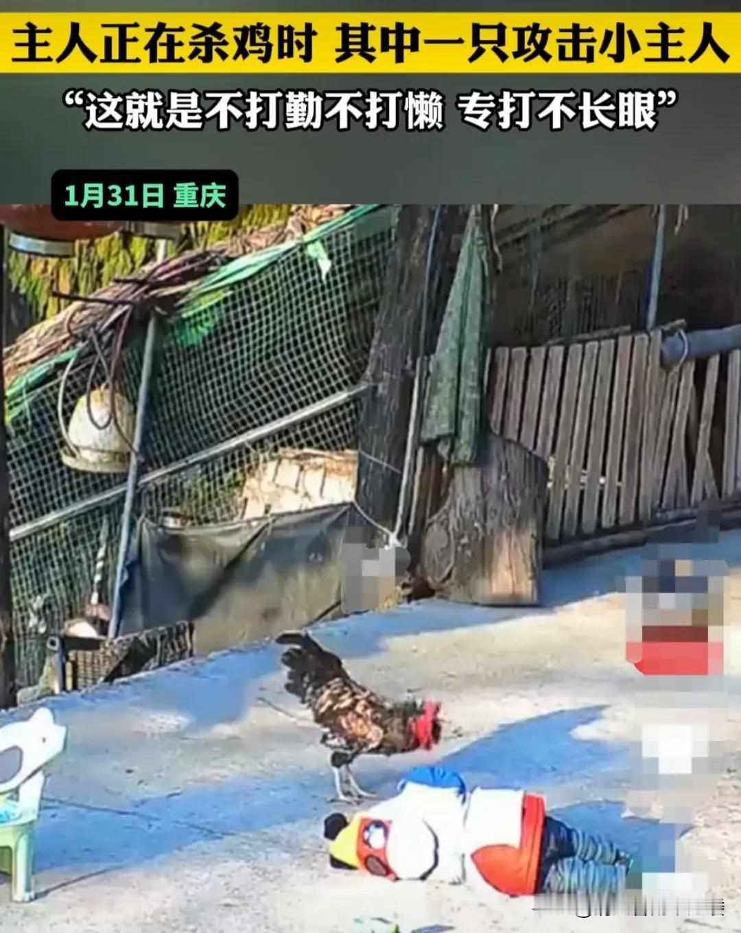 重庆，过年了，主人抓住了家里养的一只肥鸡。打算将鸡杀了过年吃肉。
这时，一只瘦一