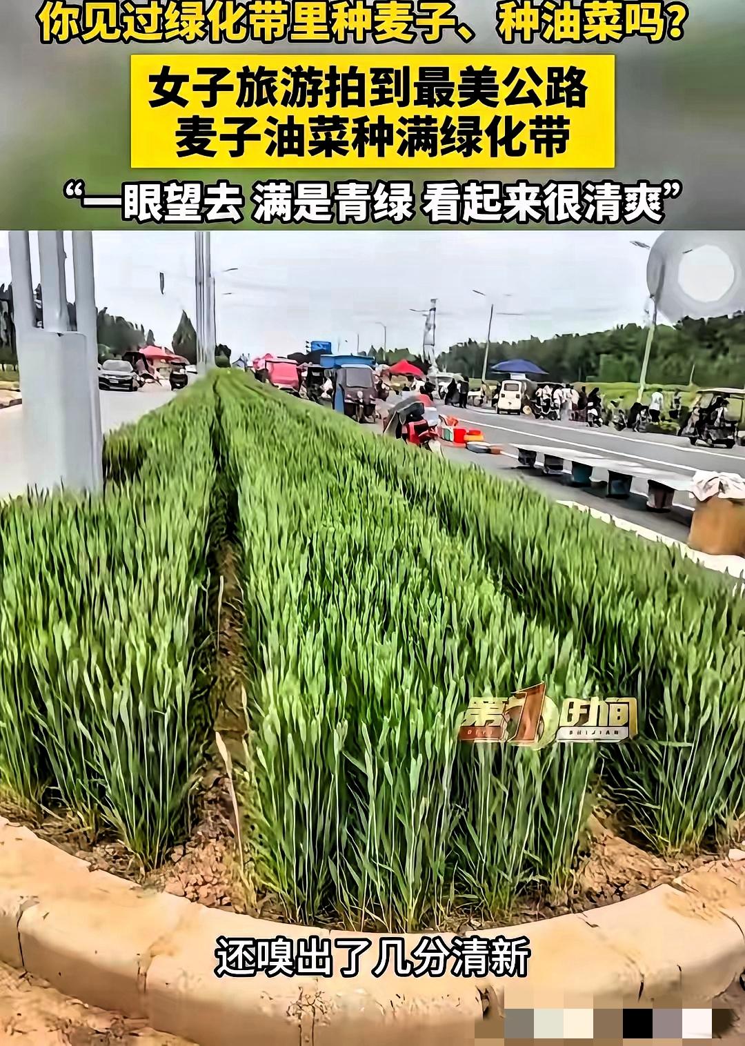近日，河南安阳，女子走在公路上，突然发现一条绿化带没种花没种草，种的竟然是油菜和
