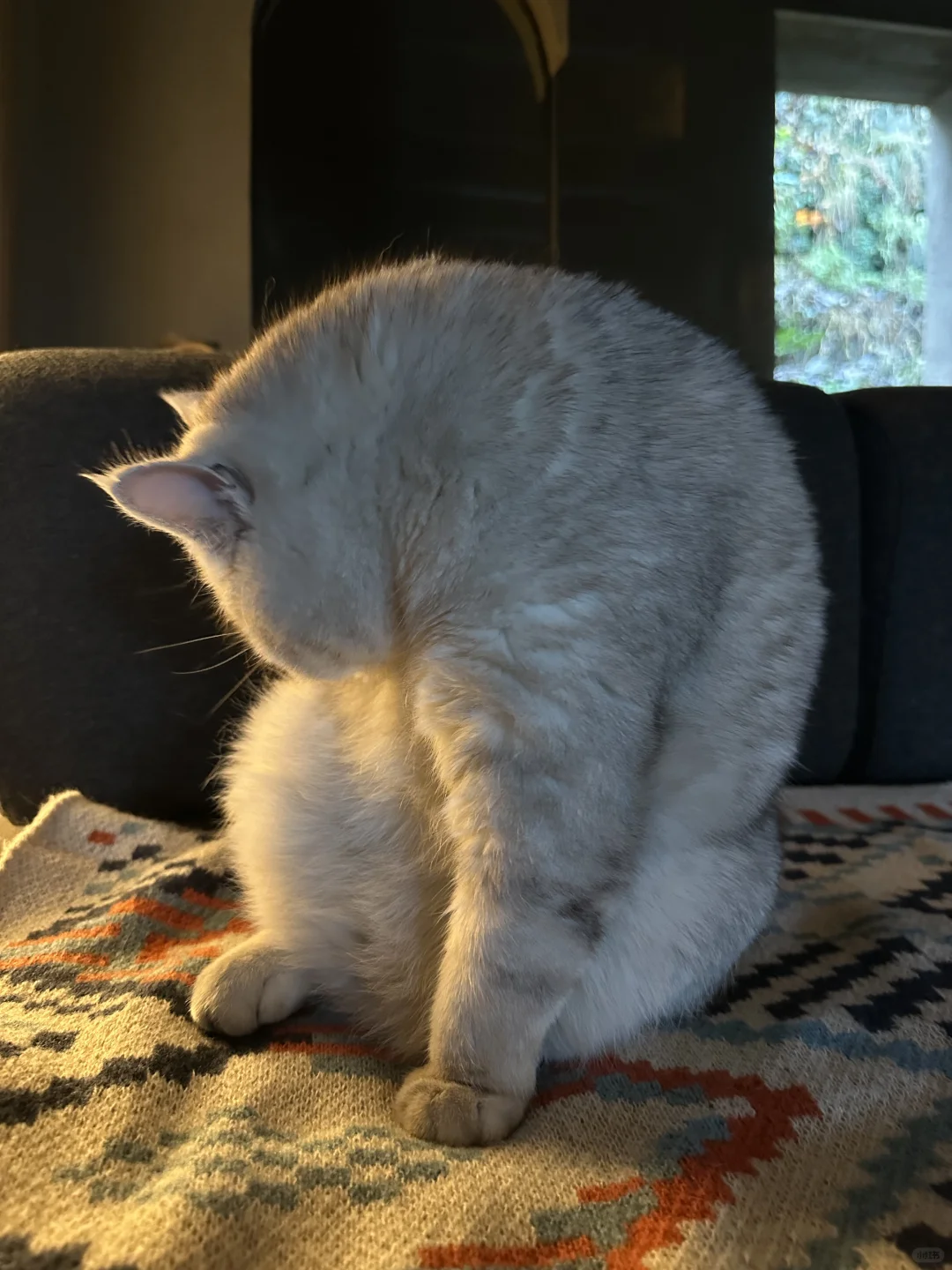 夸我们一句长腿猫不过分吧？