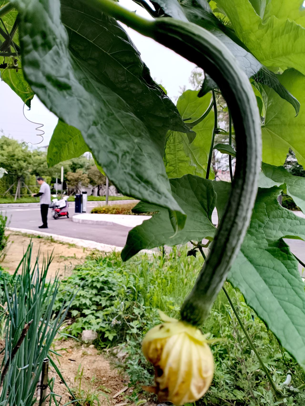 丝瓜弯垂如月牙，残花轻缀瓜蒂，菜园绿意盎然，尽显悠然田园意趣。