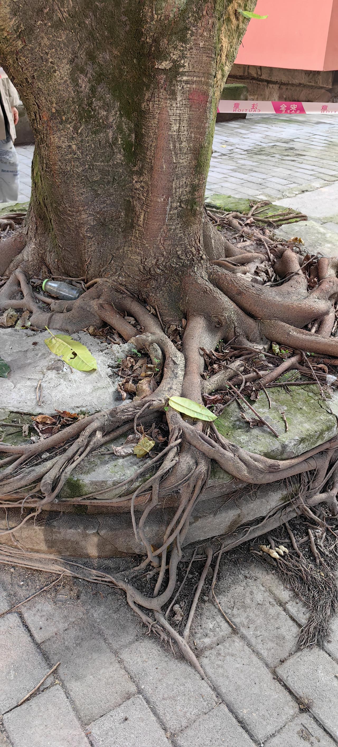 我渡区跃进村的老重钢家属区，老黄桷树[送心]也算别有一番风情[大金牙]