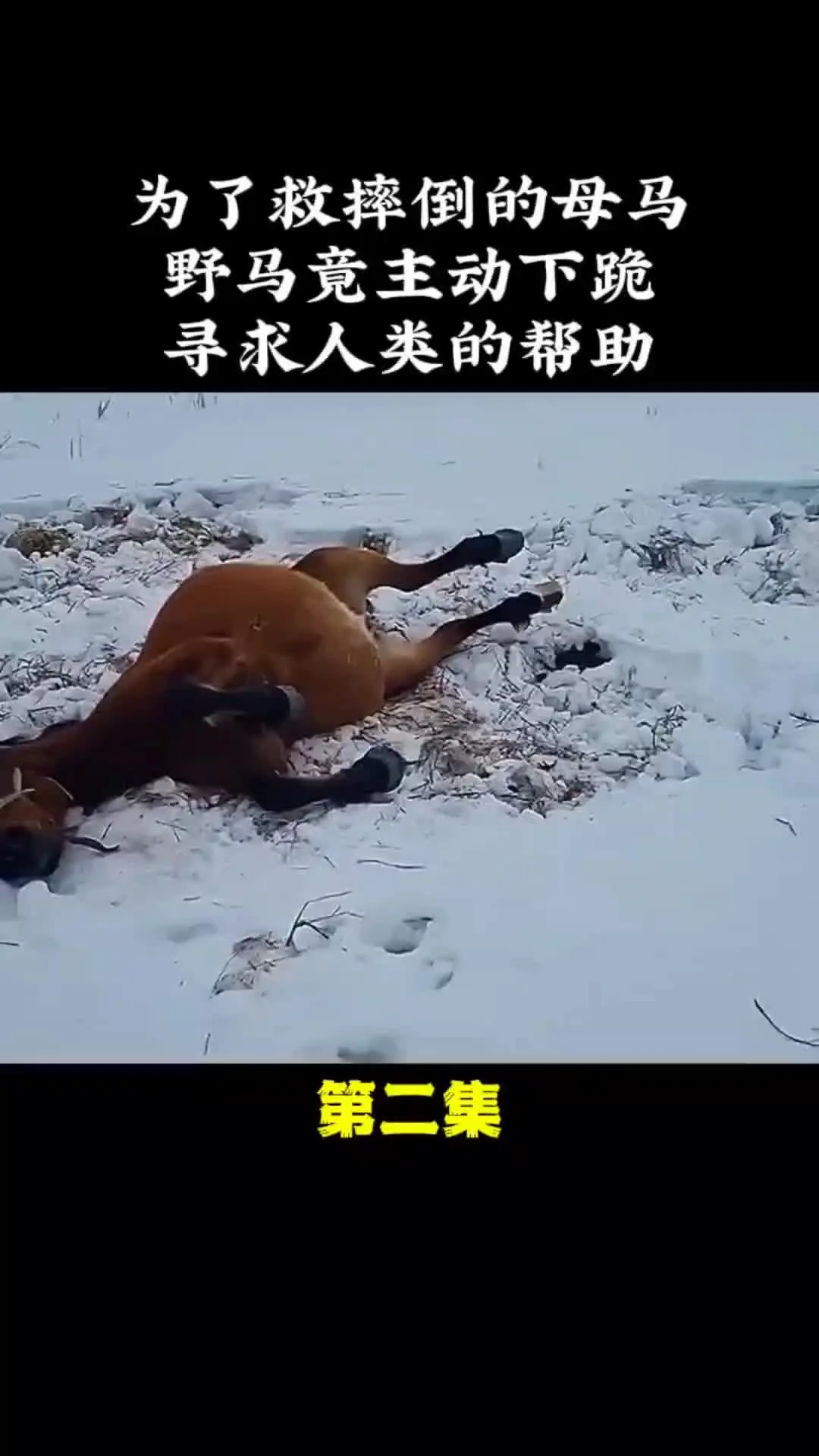 动物解说 动物的迷惑行为 万物皆有灵性 内容启发搜索