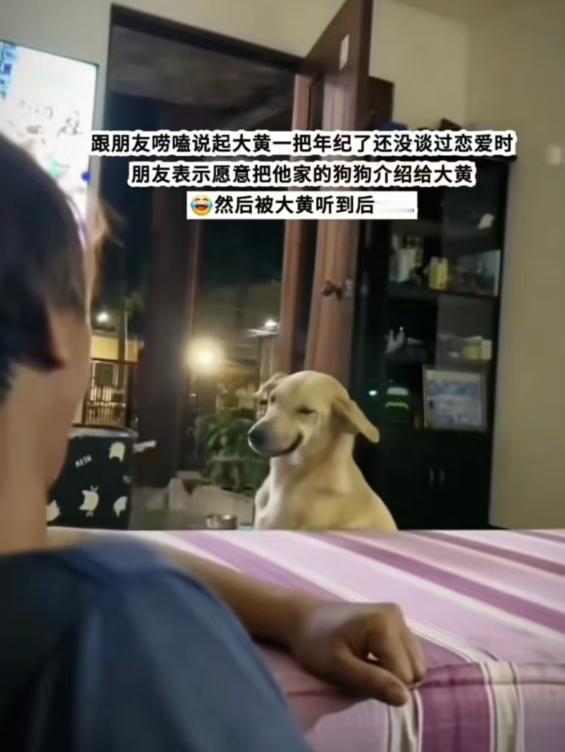 笑不活了！头一次在狗子身上看到了害羞。朋友来到家中做客，聊着聊着就说的男子家中养