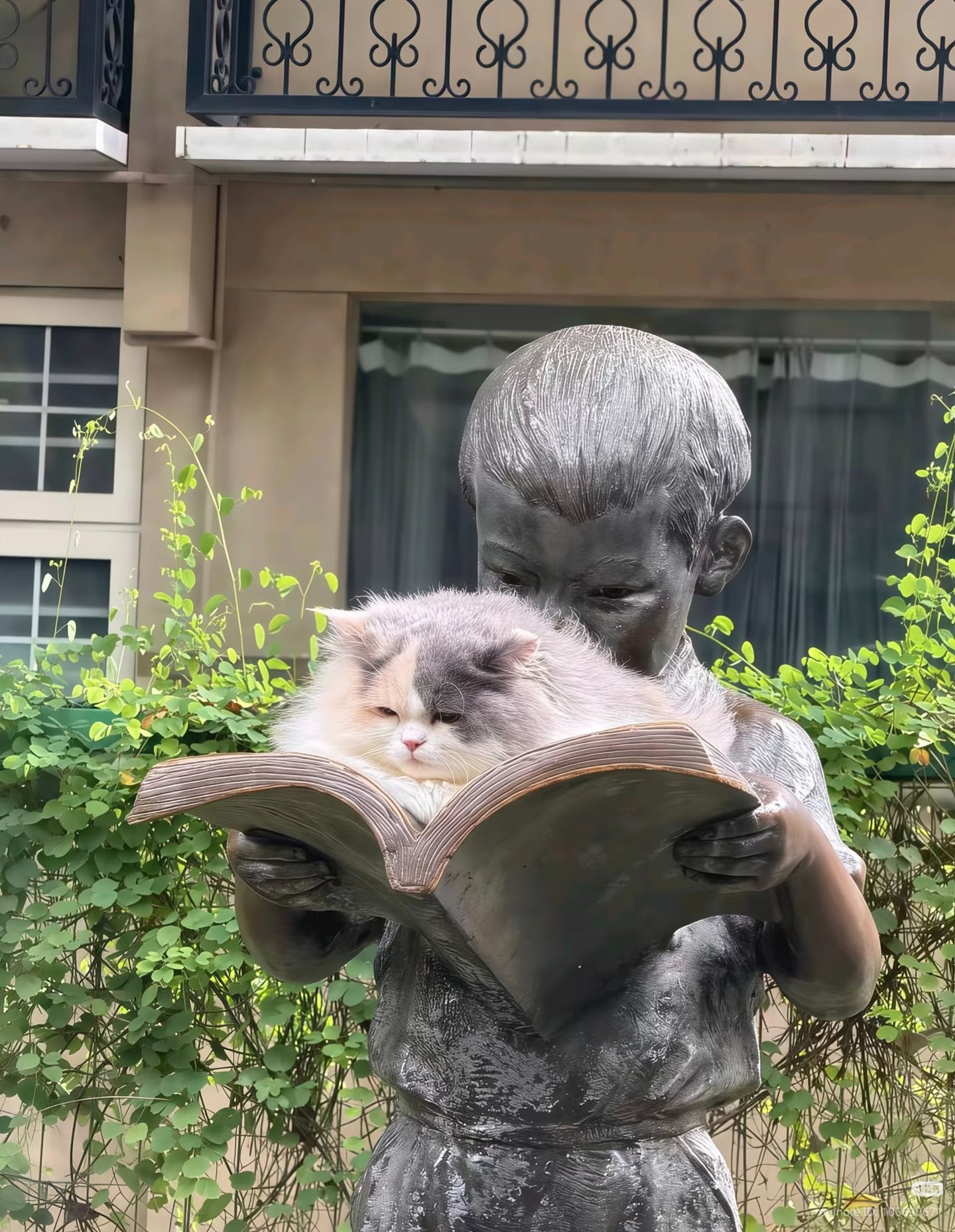 校园里的小猫咪似乎对读书很有兴趣可爱萌物 ​​​