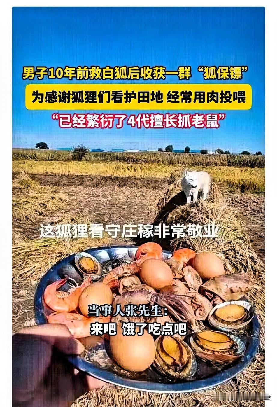 “好人有好报”
2014 年，黑龙江icon五常张先生，在山上救了两只受伤白狐，