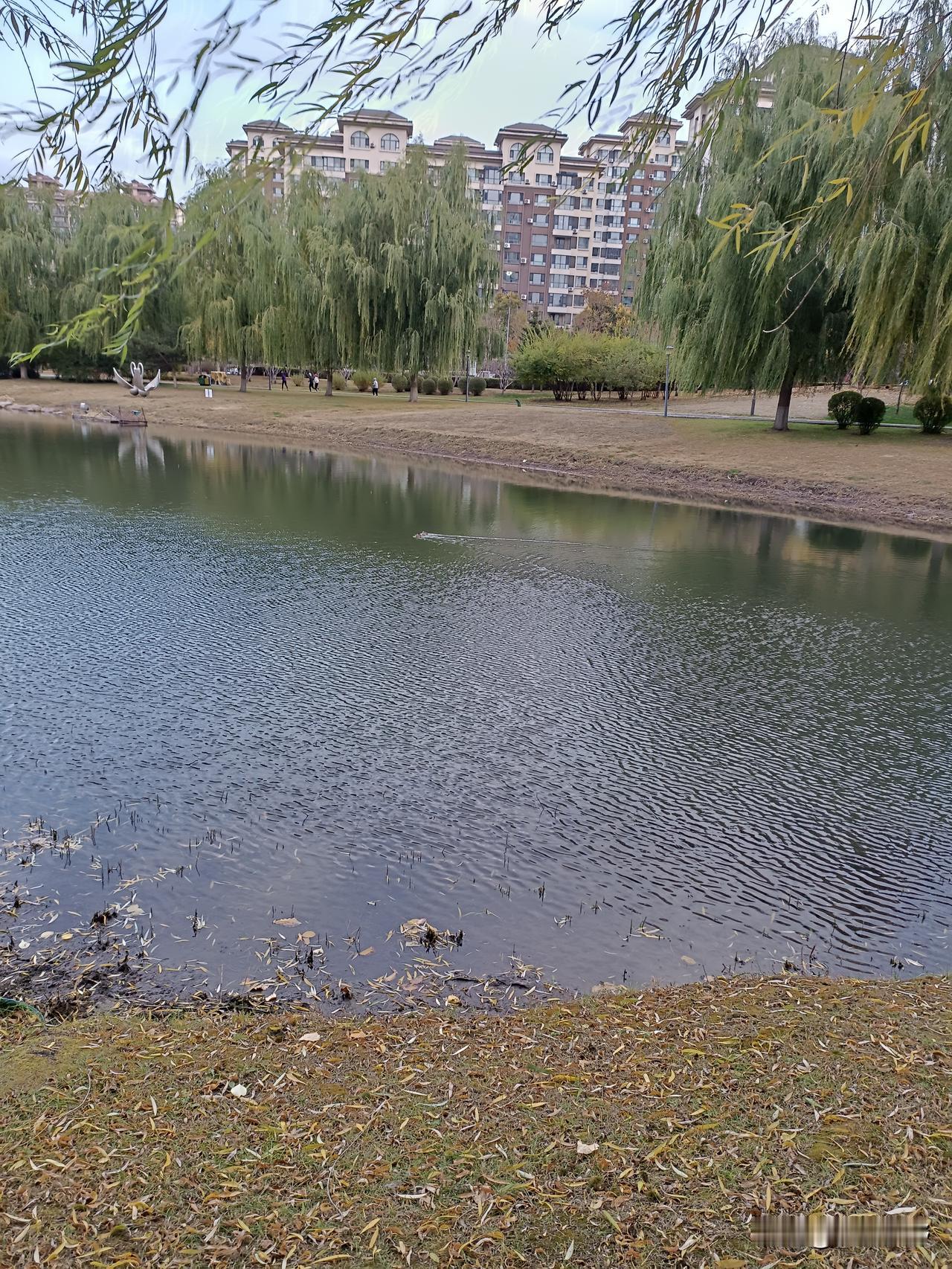 白骨顶鸡怎么过冬？
进入深秋，白骨顶鸡仍然在湖水中游荡，有时潜入水里游很远才冒出