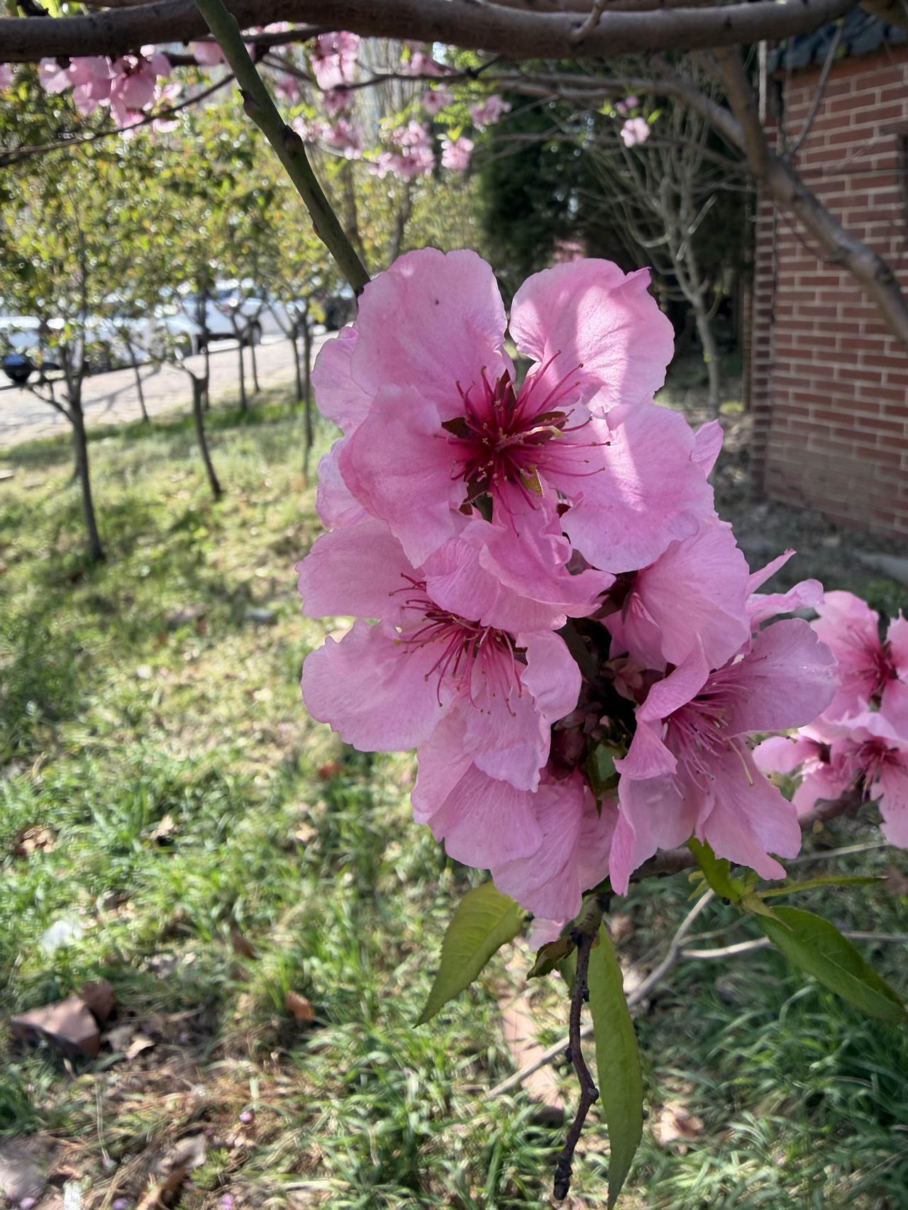 好花不常开，珍惜吧！
刚才出门，看到路边开得正热闹的桃花，真的是满心欢喜啊
粉嫩