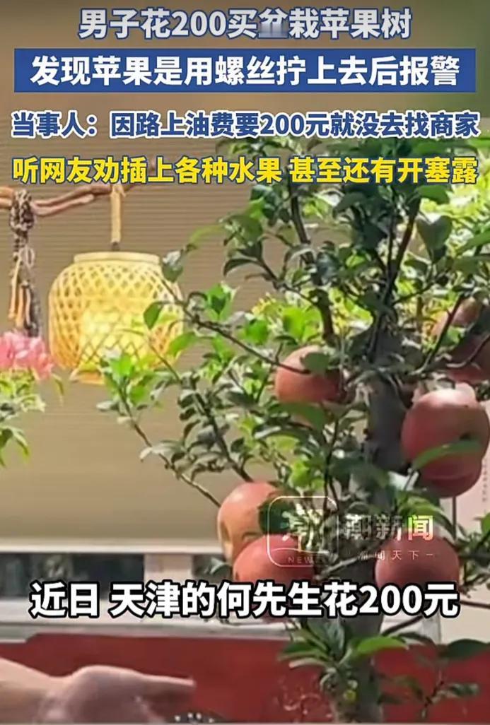 脑洞大开！男子花200买盆栽苹果树，发现苹果是用螺丝拧上去后报警，当事人：因路上