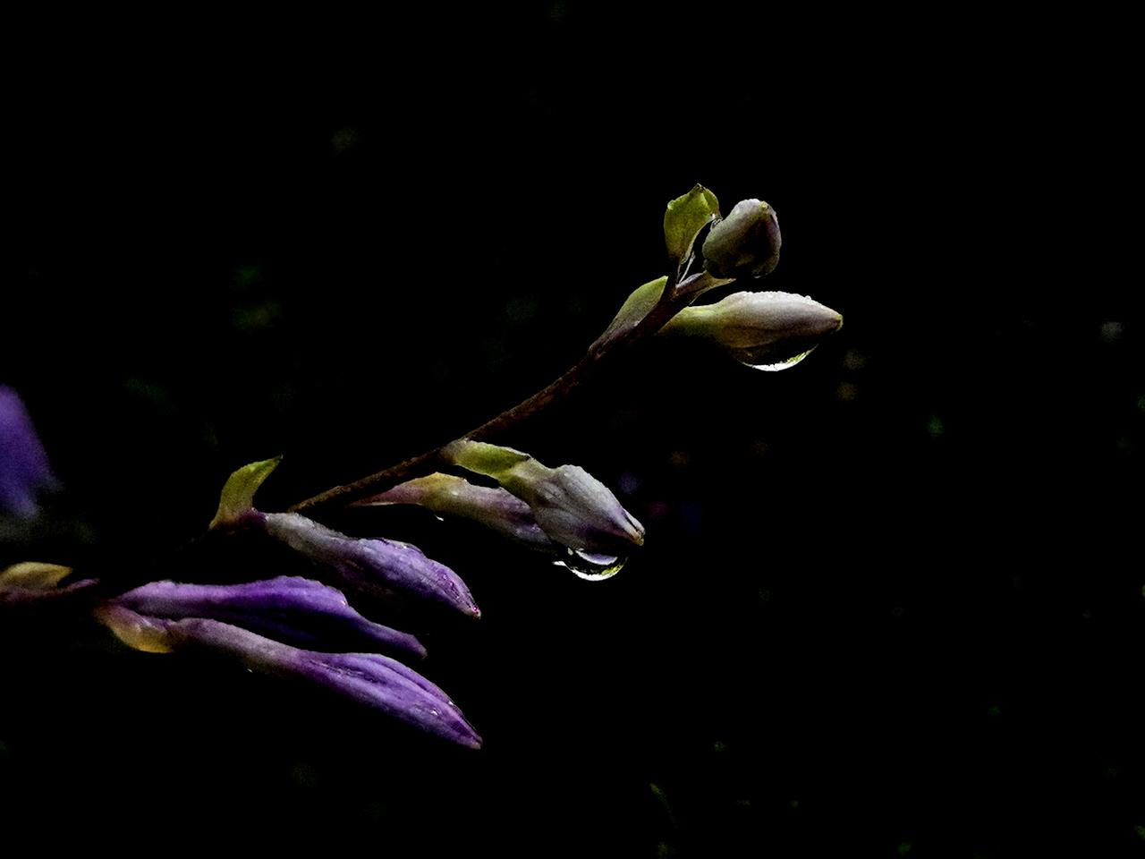 紫玉簪花属天门冬科玉簪属。花色幽紫，花筒修长，耐阴，常生长在林下，公园林荫处绽放