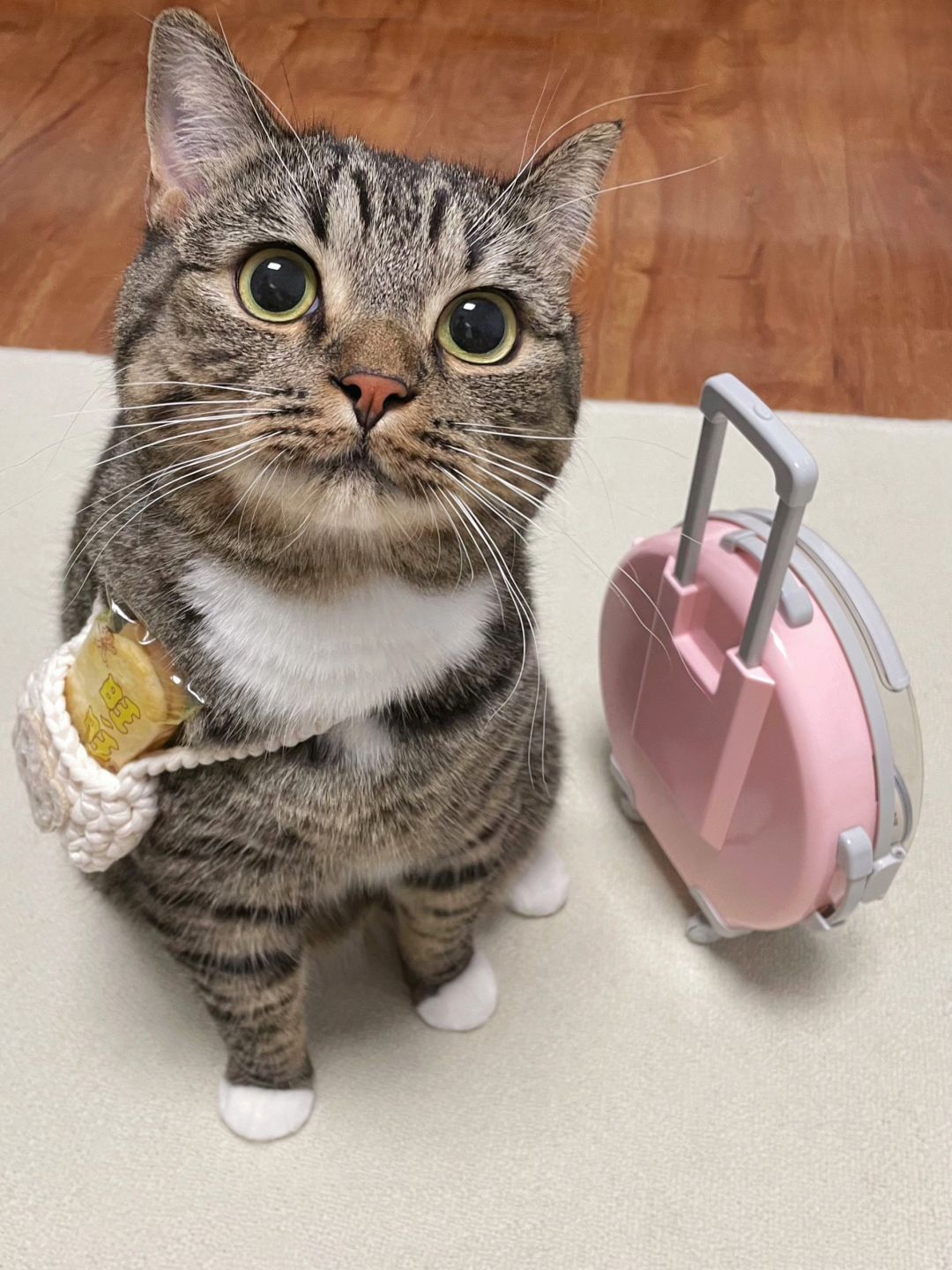 快交出你们的购物搭子🐱！